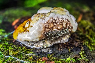Bir kayanın üzerindeki güzel beyaz mantarın dikey yakın çekimi.