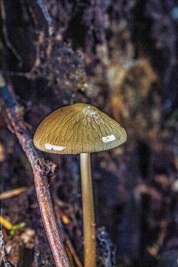 Ormandaki mantarlar. Ormanda mantar. Sonbahar ormanı. Ormandaki mantarlar. Orman mantarları. orman mantarları