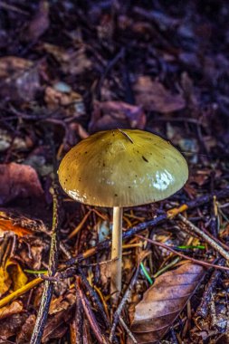 Sonbaharda ormanda mantarlar yetişiyor.