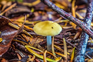 Ormanda sarı mantarlar