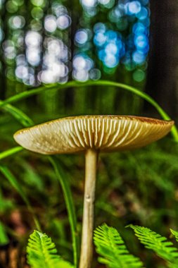 Ormandaki güzel mantarlar