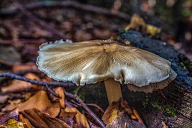 Sonbahar ormanında ağaçtaki mantarlar.