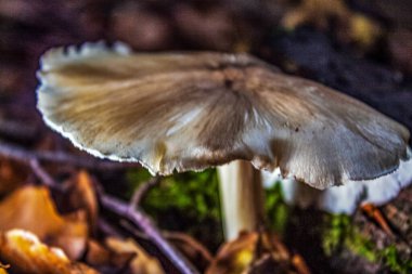 Ormanda beyaz mantar