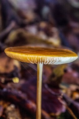 Ormandaki mantarlar, doğa florası