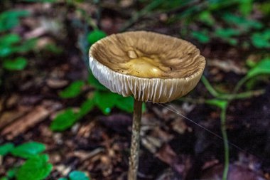 Ormanda mantar. Ormanda mantar.