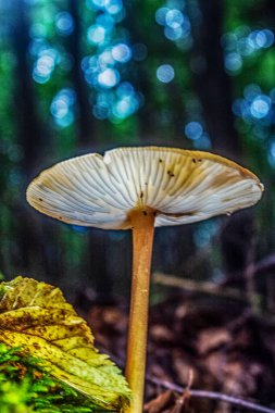 Ormanda beyaz mantar