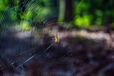Ormandaki örümcek ağıyla örümceğin yakın çekimi.