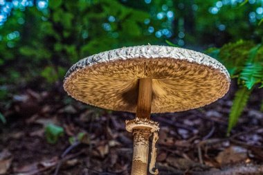 Ormanda yerde beyaz mantar