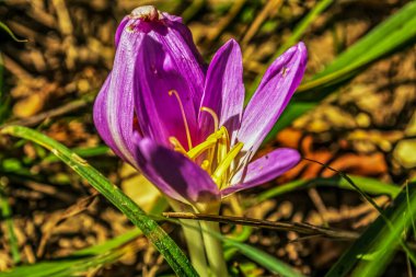 Bitki bitkisi çiçekleri, bitki örtüsü