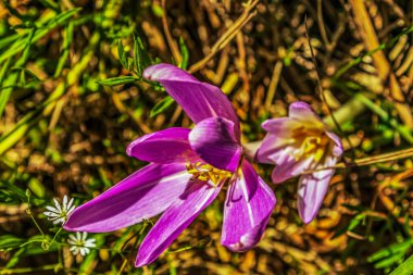 Bahçedeki güzel çiçekler