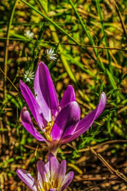 Bahçedeki güzel çiçekler