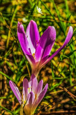 Bahçedeki güzel çiçekler