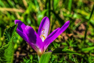 İlkbaharda kır çiçekleri