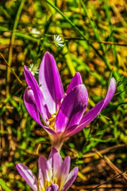 Bahçedeki güzel çiçekler