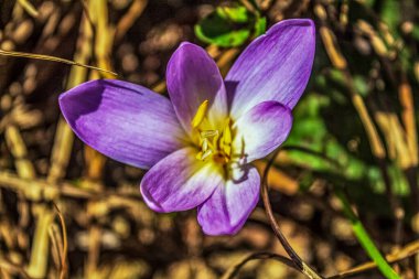 Bahçedeki güzel çiçekler