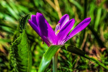 Bahçedeki güzel mor çiçek.