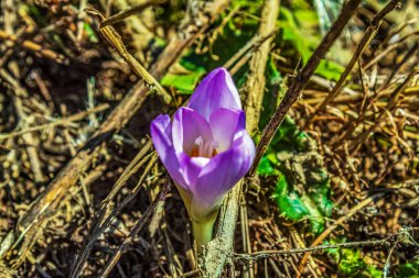 Mor crocus Bahçe