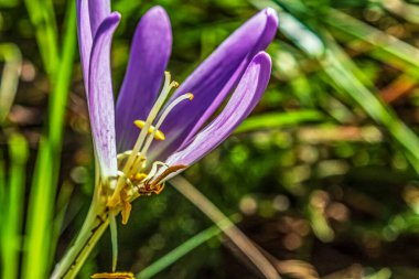 Bahçedeki güzel çiçekler