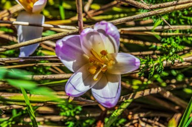 Bahçede güzel bahar çiçekleri.