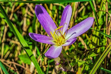 Bahçedeki güzel çiçekler