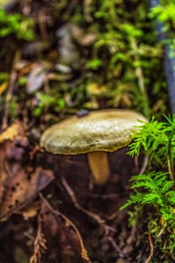 Ormanın zemininde bir mantarın yakın plan çekimi.