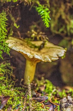 Ormanın ortasında güzel bir mantar manzarası.