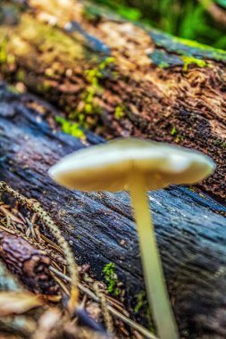 Ormanda beyaz mantar