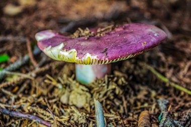 Bir mantarın yakın çekimi.