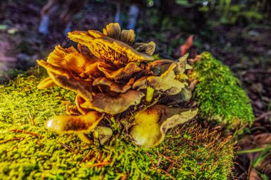 Ormandaki mantar, mantar