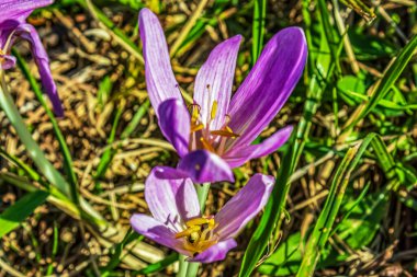 Mor crocus Bahçe