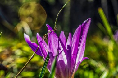 Ormandaki mor çiçekleri kapatın.