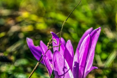 Güneş ışığının altında çimlerin üzerinde güzel bir mor çiçeğin yakın çekimi.