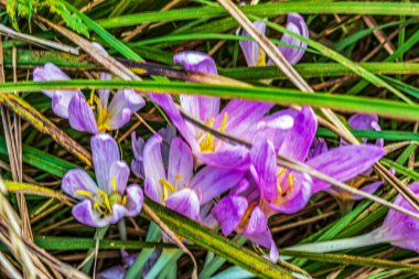 Bahçedeki güzel çiçeğe yaklaş.