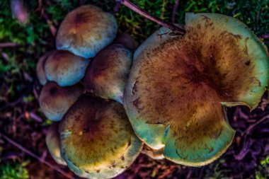 Sabah yeşil bir ormanda mantar