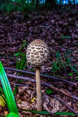 Akşamları ormanda mantar