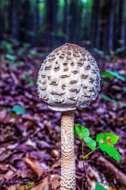 Mantar ormanındaki mantarlar, yaklaşın