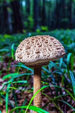 orman içinde büyüyen mantar