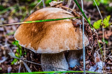 Ormanda büyüyen mantar