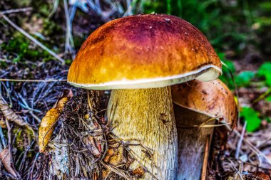 Sonbaharda ormanda büyüyen mantar.