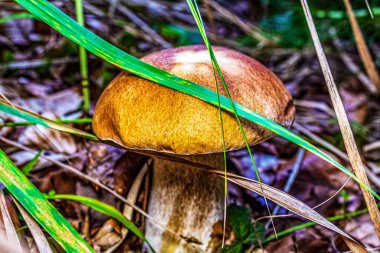 Ormanda vahşi mantarlar