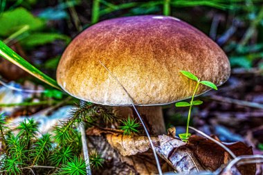 Yosun içinde büyüyen bir mantar.