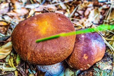 Lezzetli yiyeceklerin yakın görüntüsü