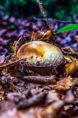 Sonbahar ormanındaki mantarlar