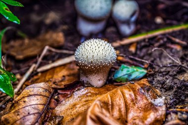 Ormandaki mantarın yakın çekimi.