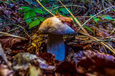 Ormanda büyüyen güzel beyaz bir mantarın dikey görüntüsü.