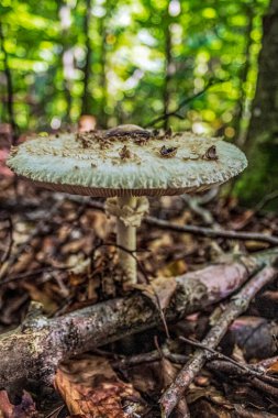 Bir sinek agariğine yakın çekim