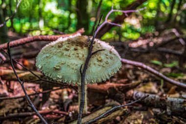 Ormanda büyüyen mantar