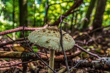 Ormandaki mantarlar.