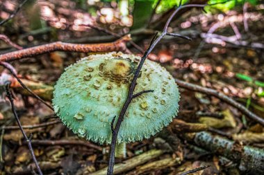 Güzel beyaz bir mantarın yakın çekim görüntüsü.