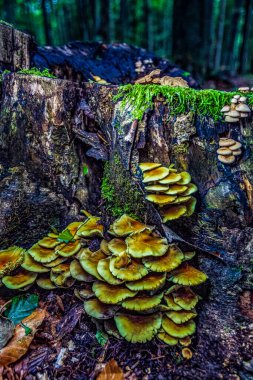 Ormanda büyüyen mantar